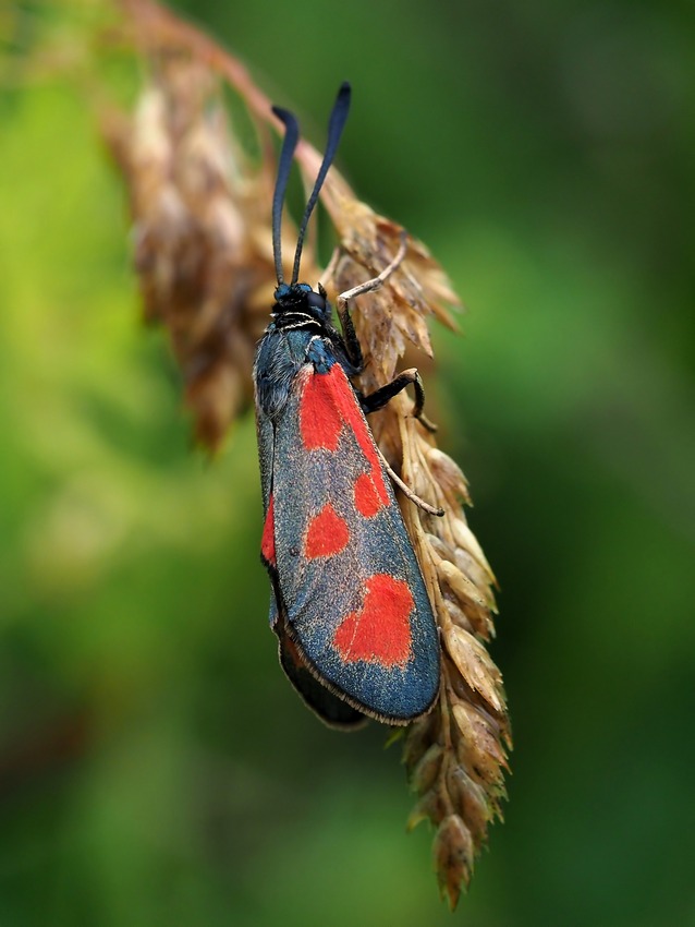 Carrellata di Zygene